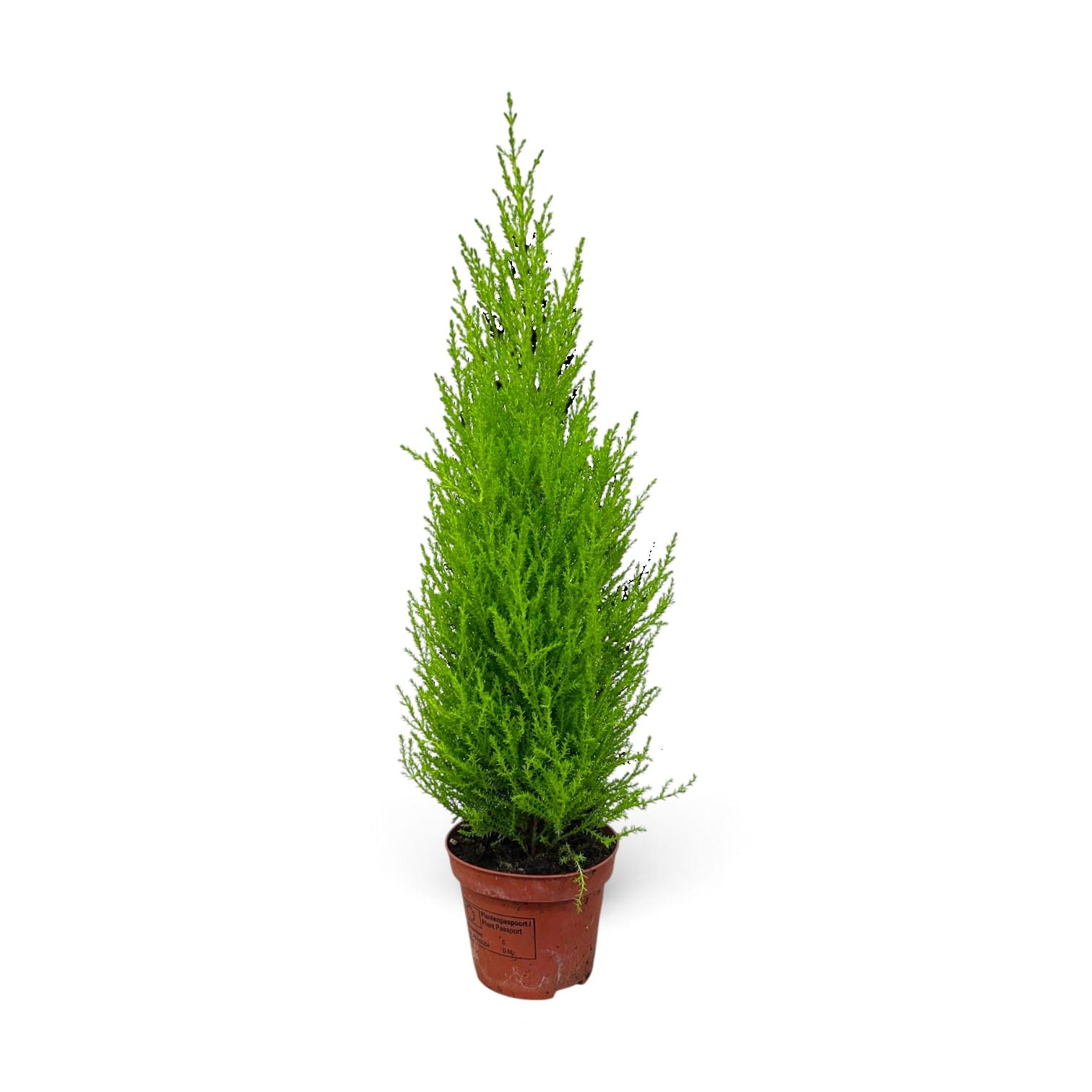 Cupressus Goldcrest wilma 40cm