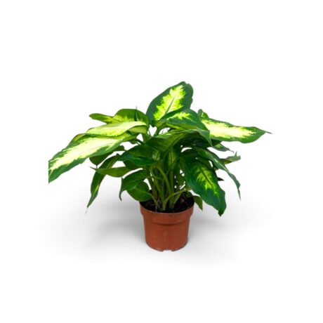 Dieffenbachia Camilla 40cm