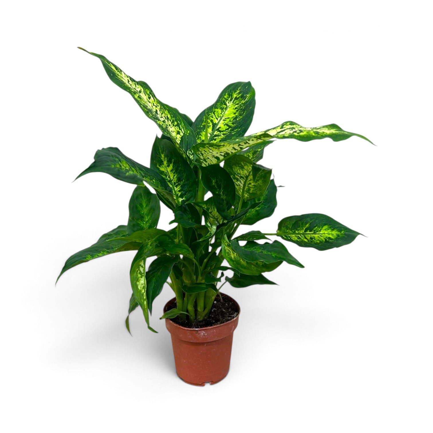 Dieffenbachia Compacta 40cm