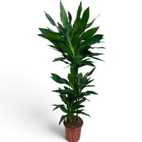 Dracaena Janet Lind 60/30/15 120cm