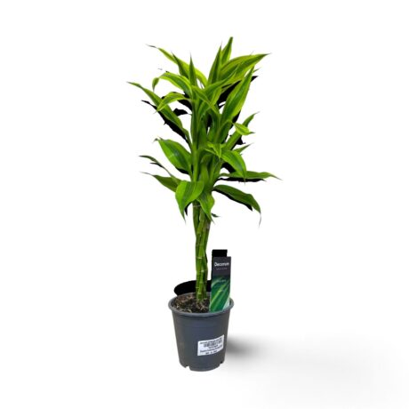 Dracaena Sanderiana Braided 50cm
