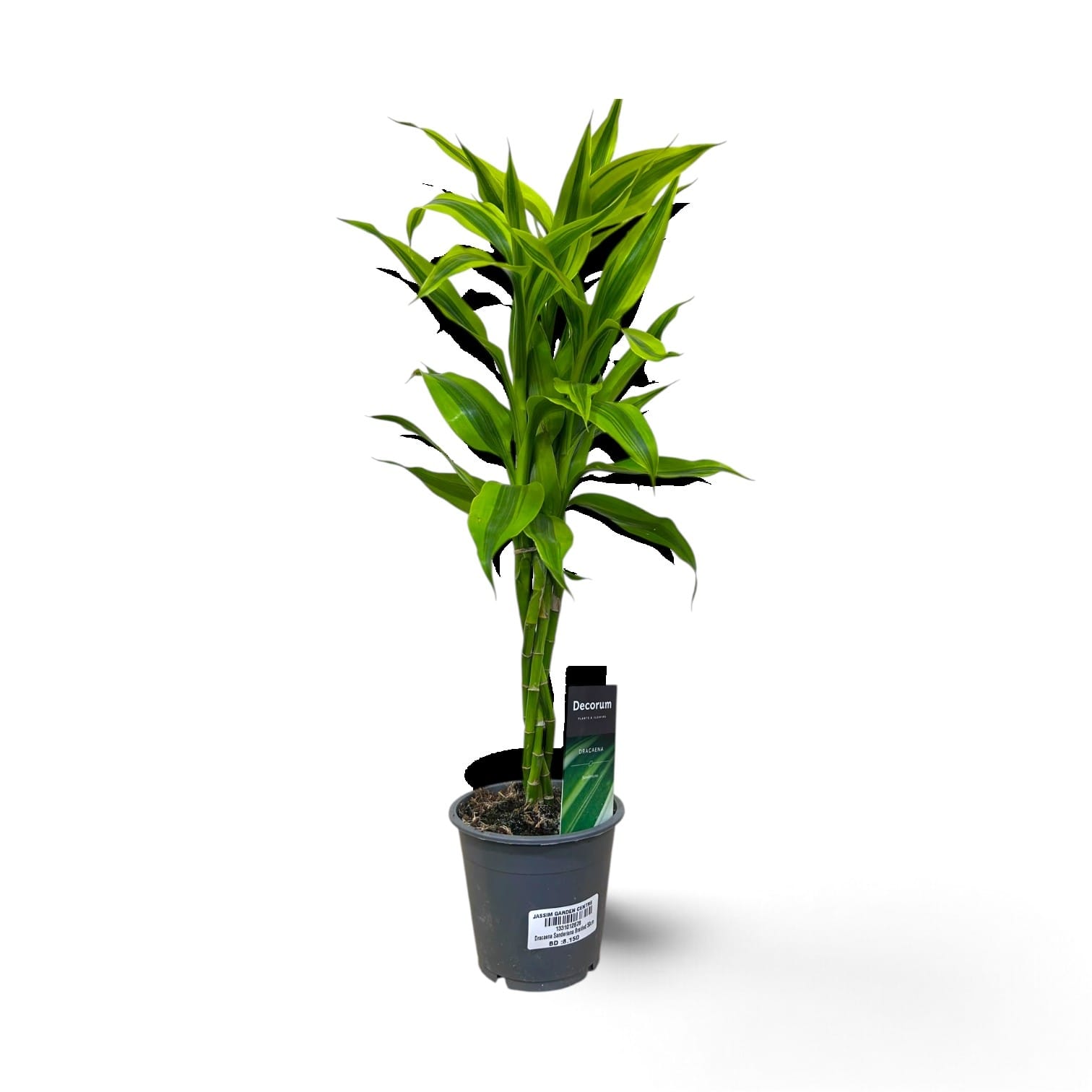 Dracaena Sanderiana 50cm