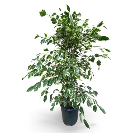 Ficus Benj. Twilight 105cm