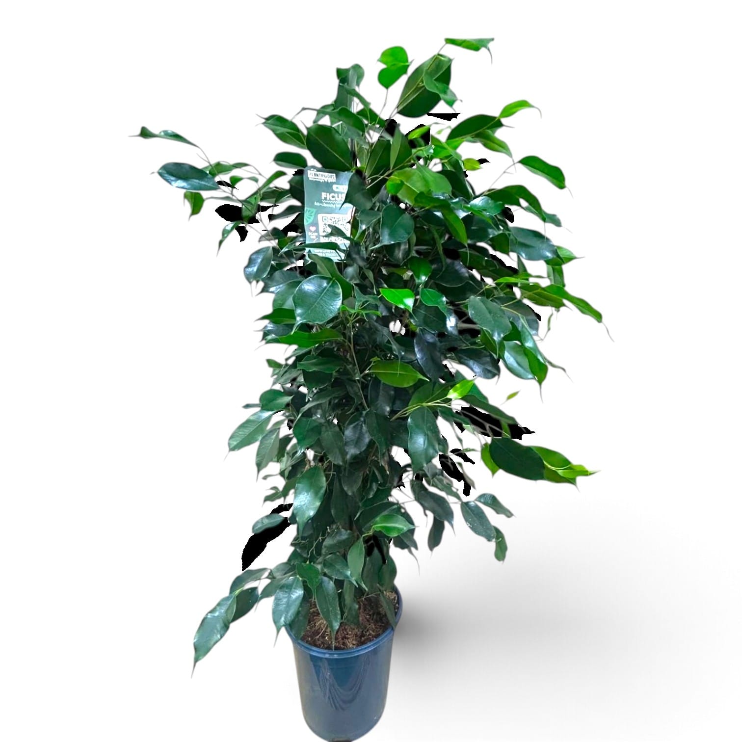 Ficus benj. danielle 105cm