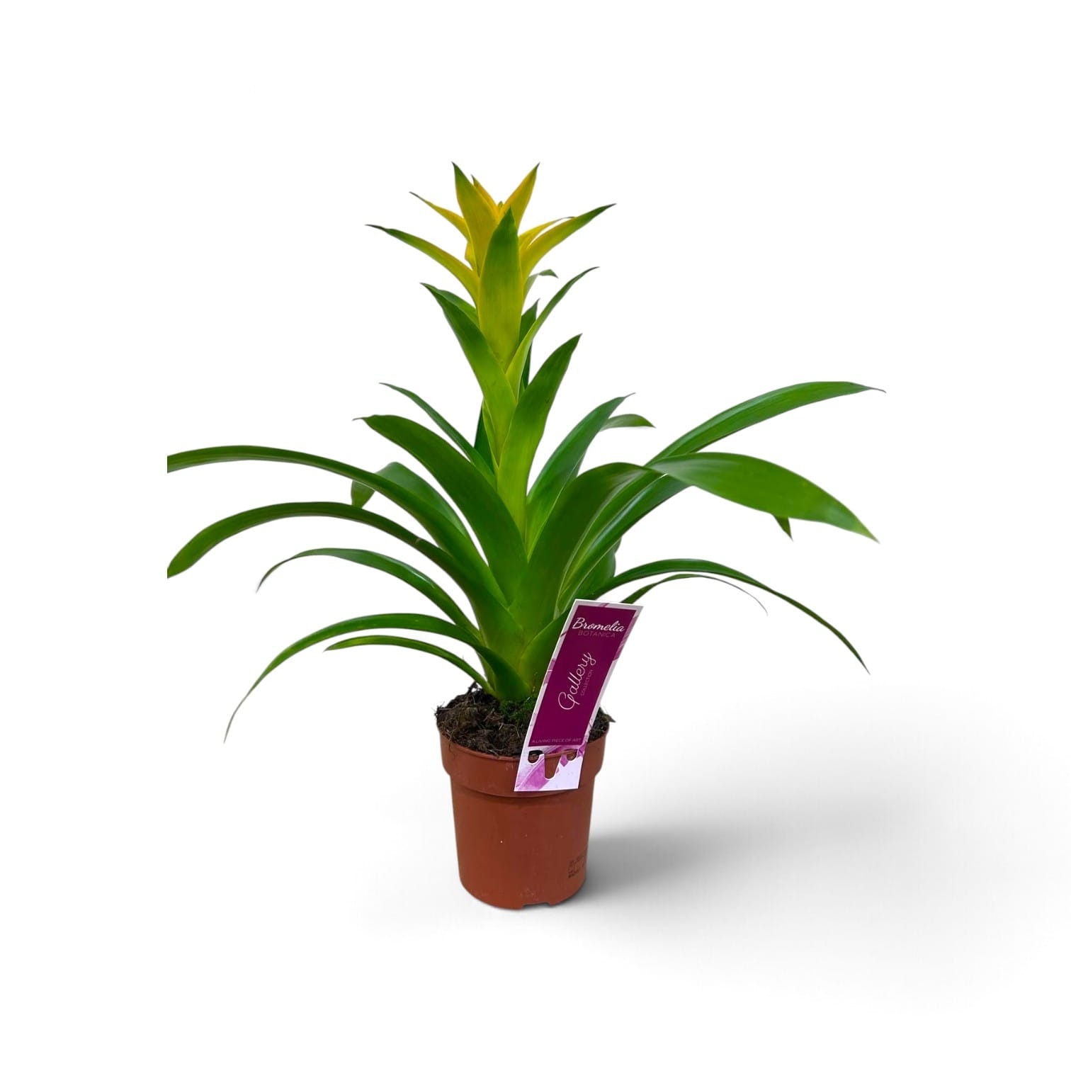 Guzmania Mixed 50cm (2)