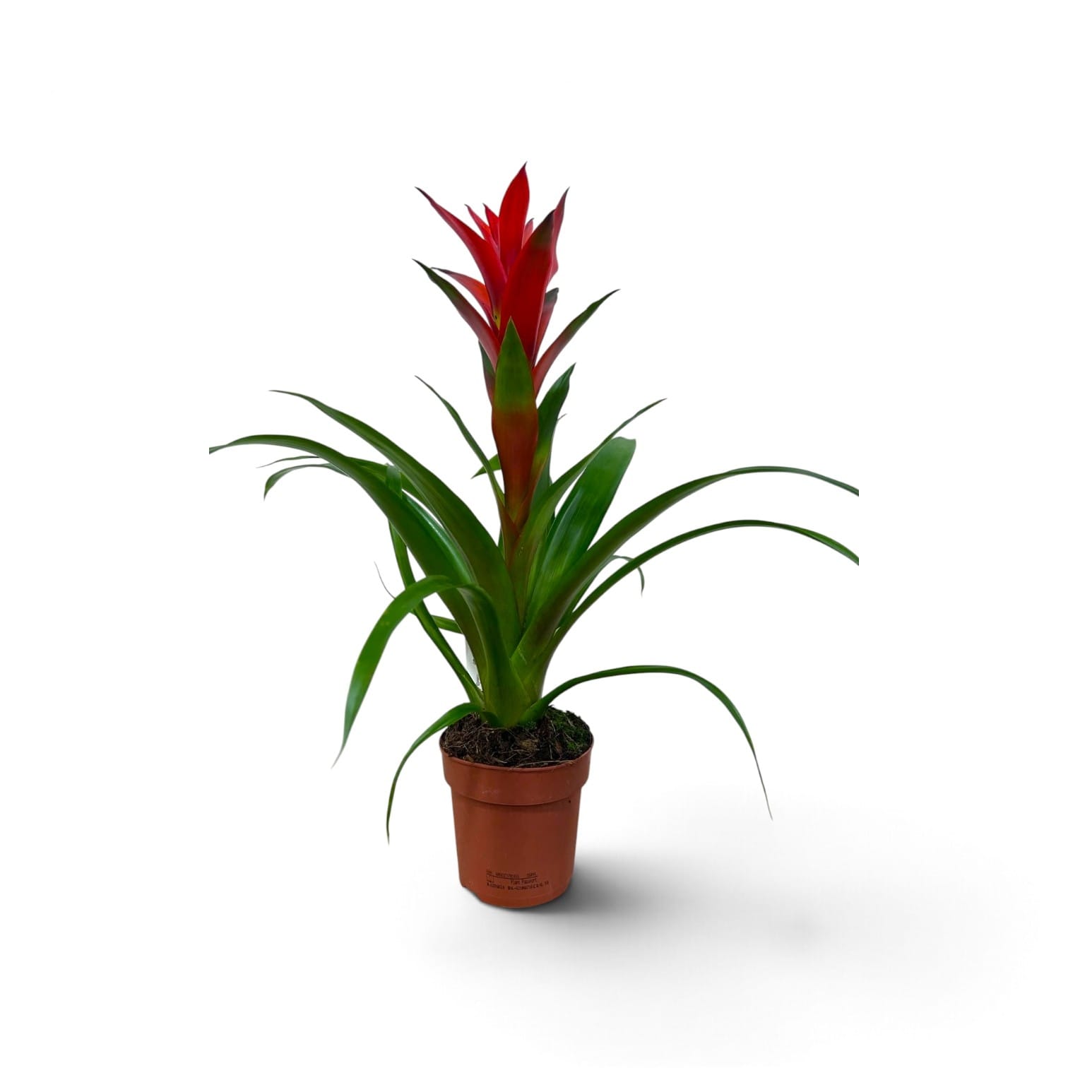 Guzmania Mixed 50cm